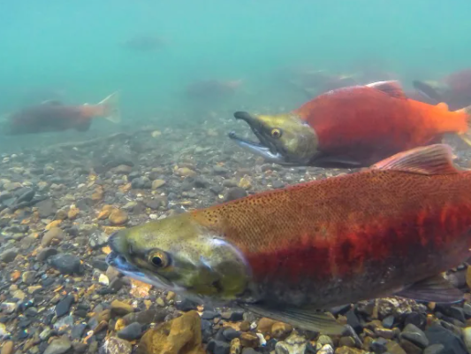 Kootenay Lake fishery in peril, B.C. Wildlife Federation says